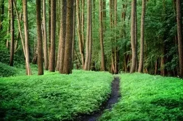 green forest with a path through underbrush