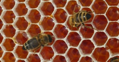 Two honeybees stand on a framework of honeycomb as they make honey.