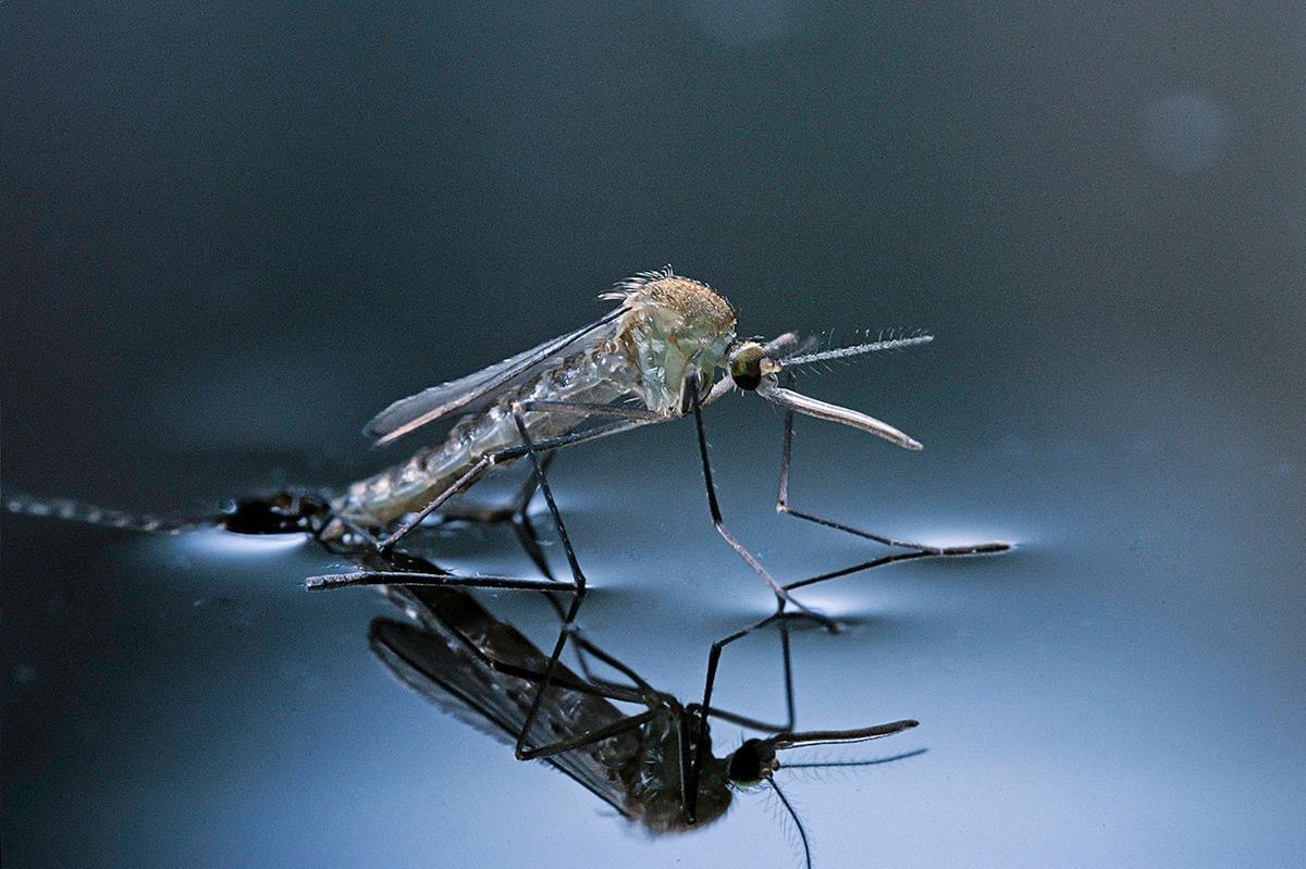 mosquito