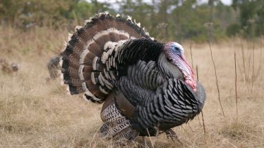 A wild turkey in a field outdoors.