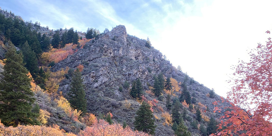 Hillside covered by colorful autumn-time trees.
