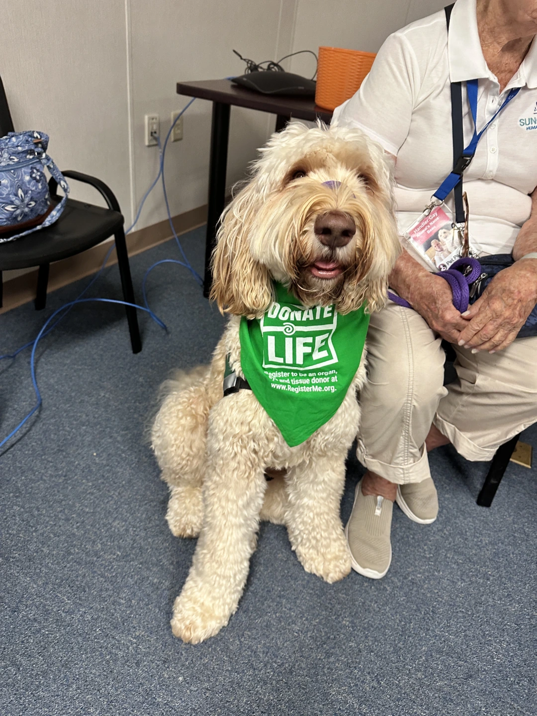 Photo of Beau the therapy dog.