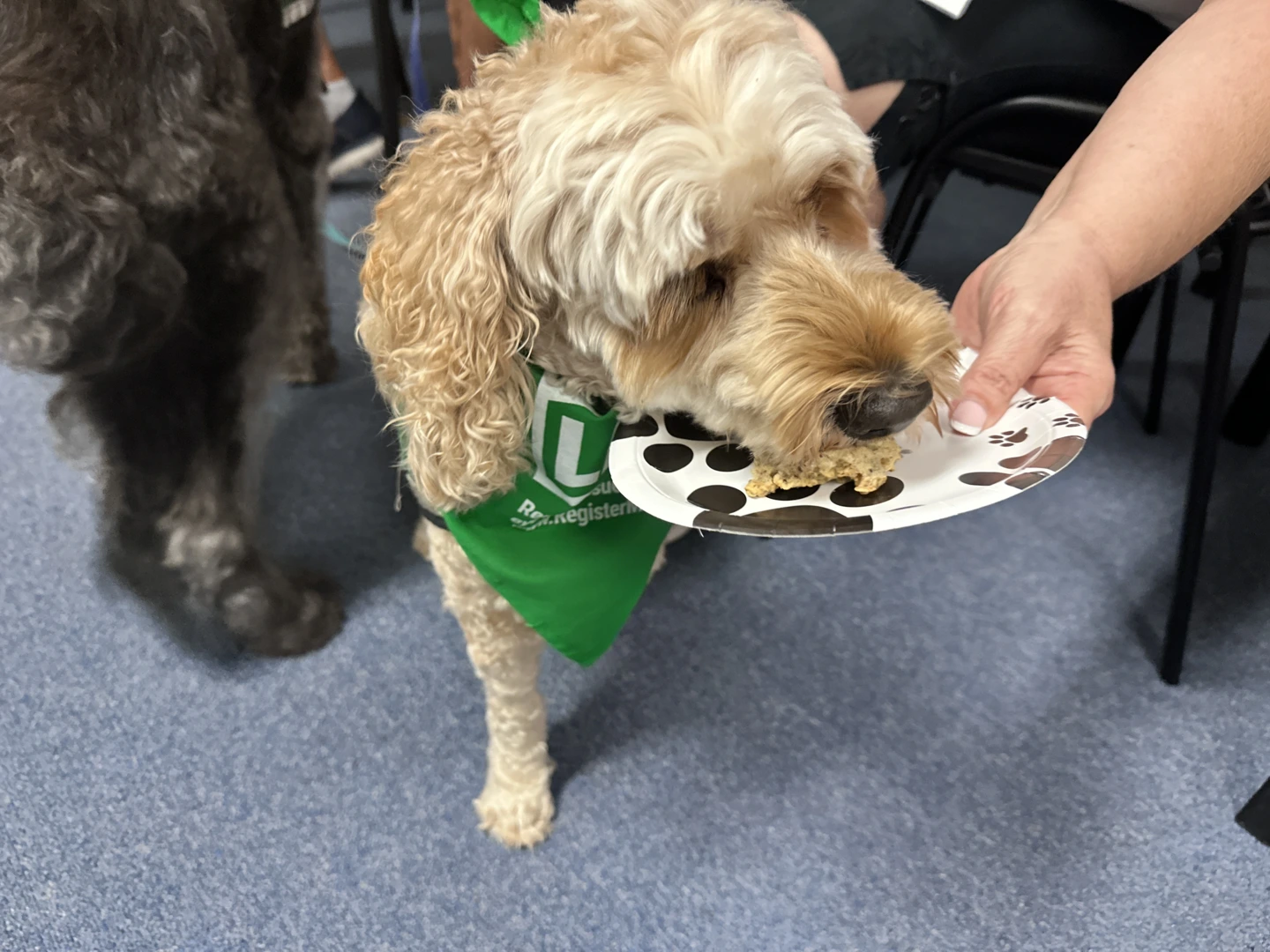 A dog eating a treat from a plate.