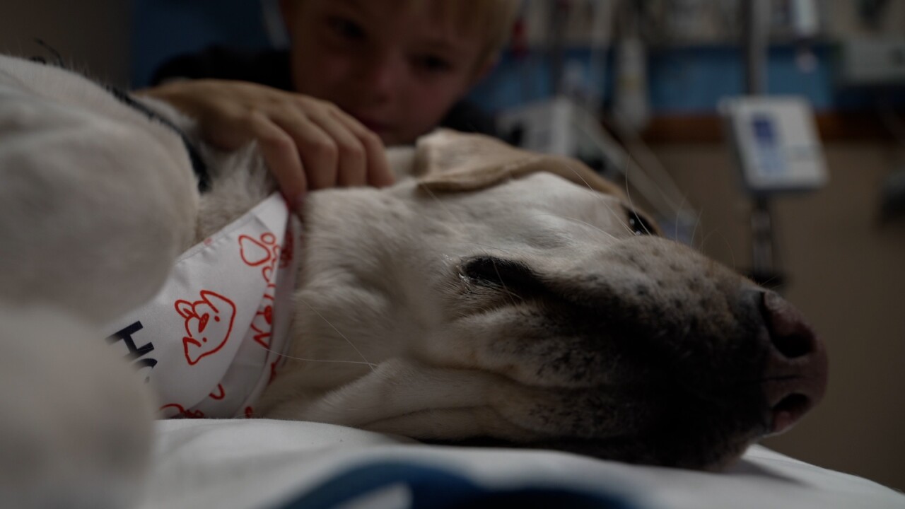 An emotional support dog at Rocky Mountain Hospital for Children