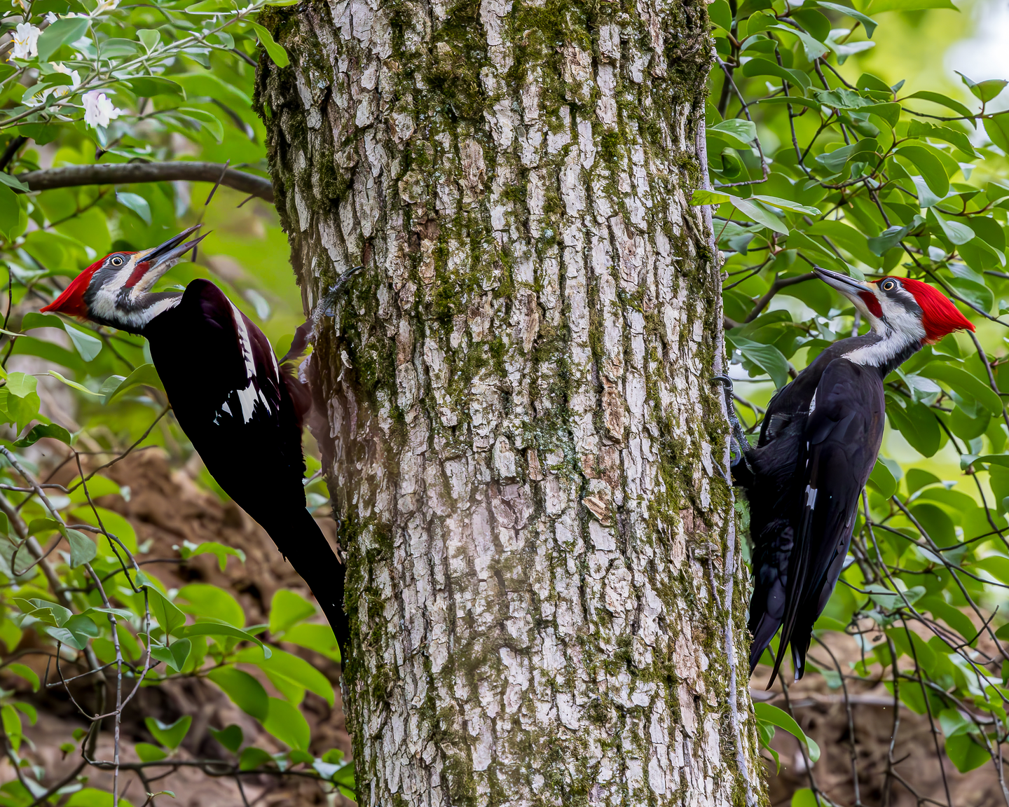 Two woodpeckers are perched on a tree trunk.