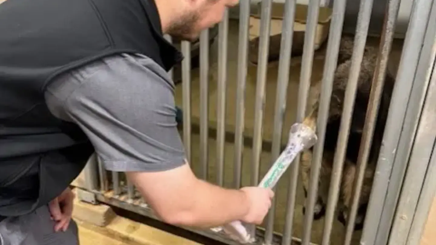 Zoo staff feeding the anteater