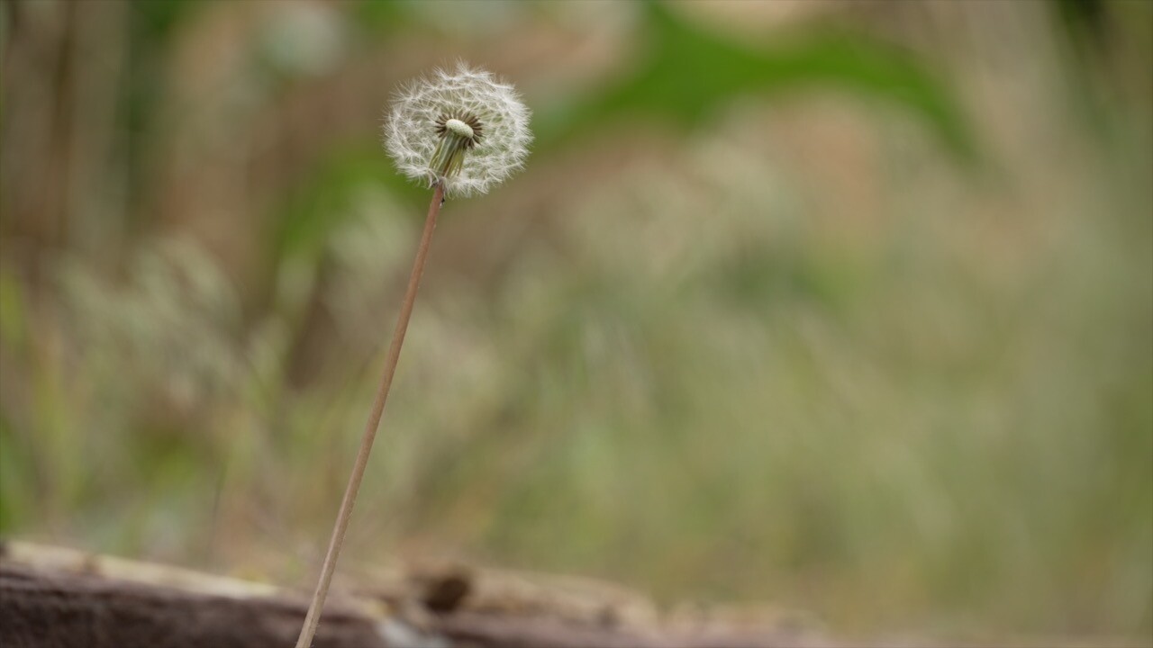 Macro photo of a dandelion puff in a field