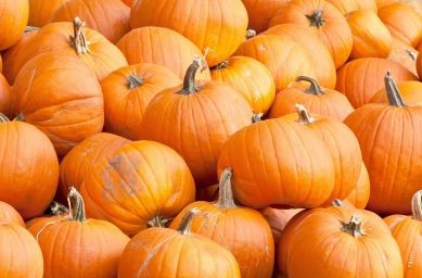A large pile of orange pumpkins.