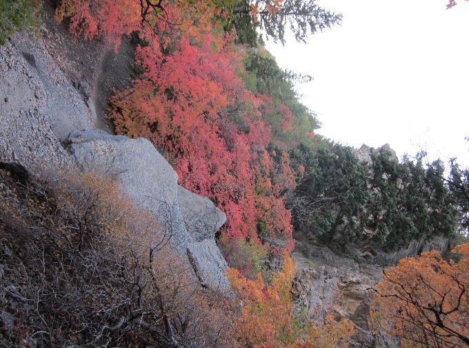 Trees changing colors from red to yellow during autumn, along a mountainous path.