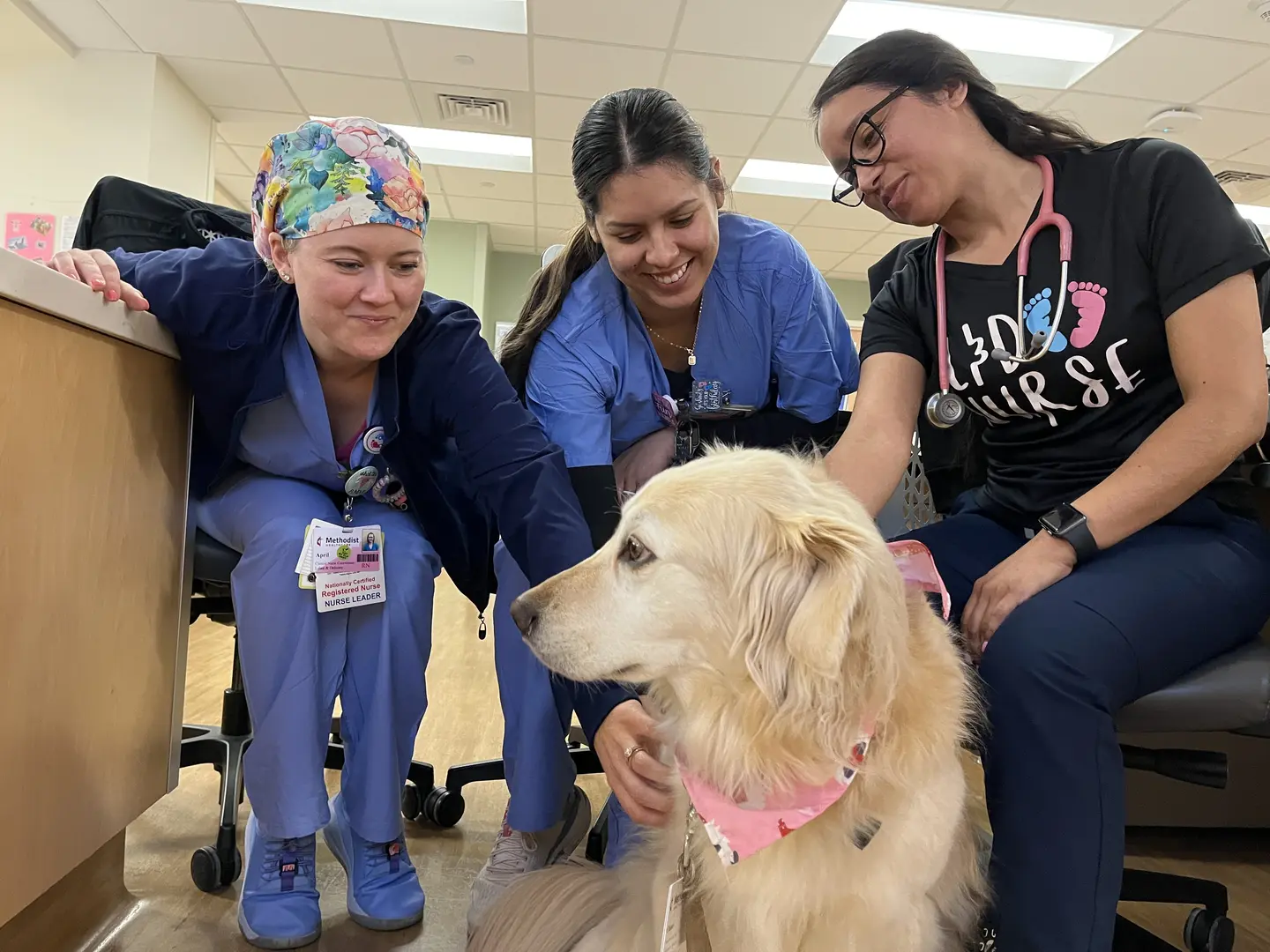 Service dog at HCA Methodist hospital is being pet by staff.