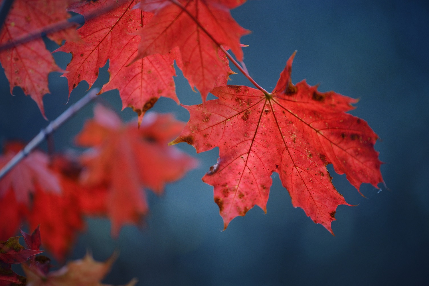 Close photo of red maple leaf