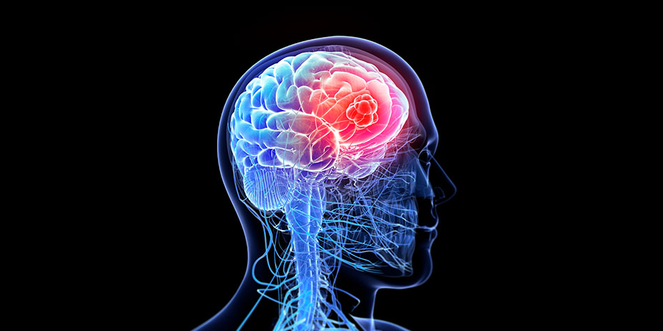 Visual rendition of human brain