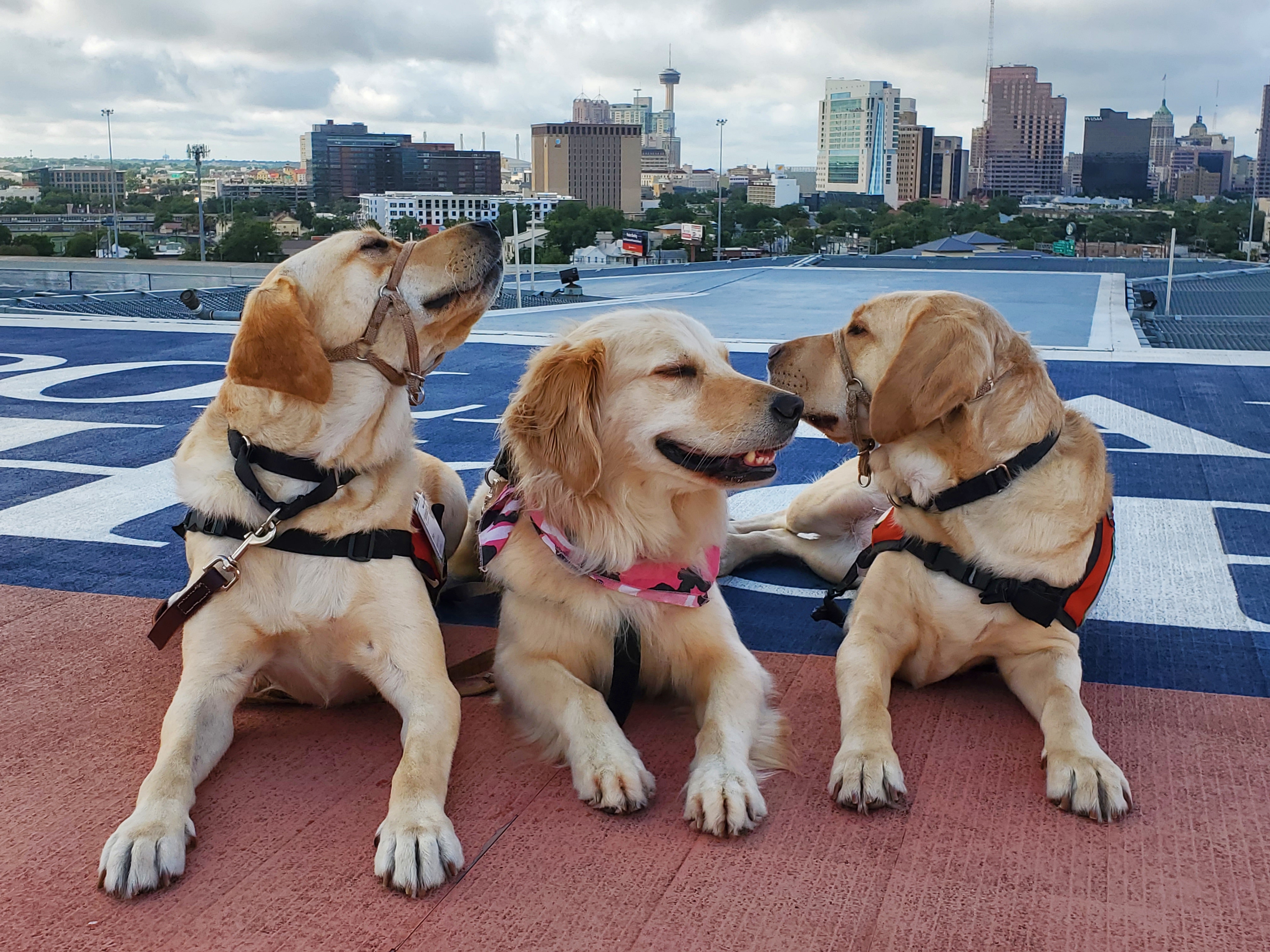 Three golden retriever service dogs sitting outside.
