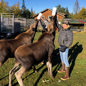 Dana DeBernardi and a friend feeding two moose with milk bottles.