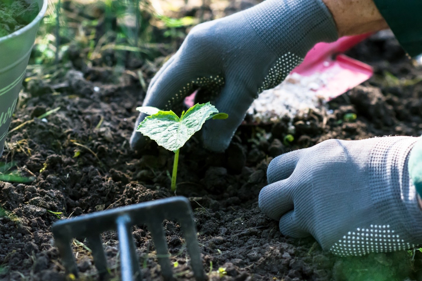 Gardener planting a cucumber plant