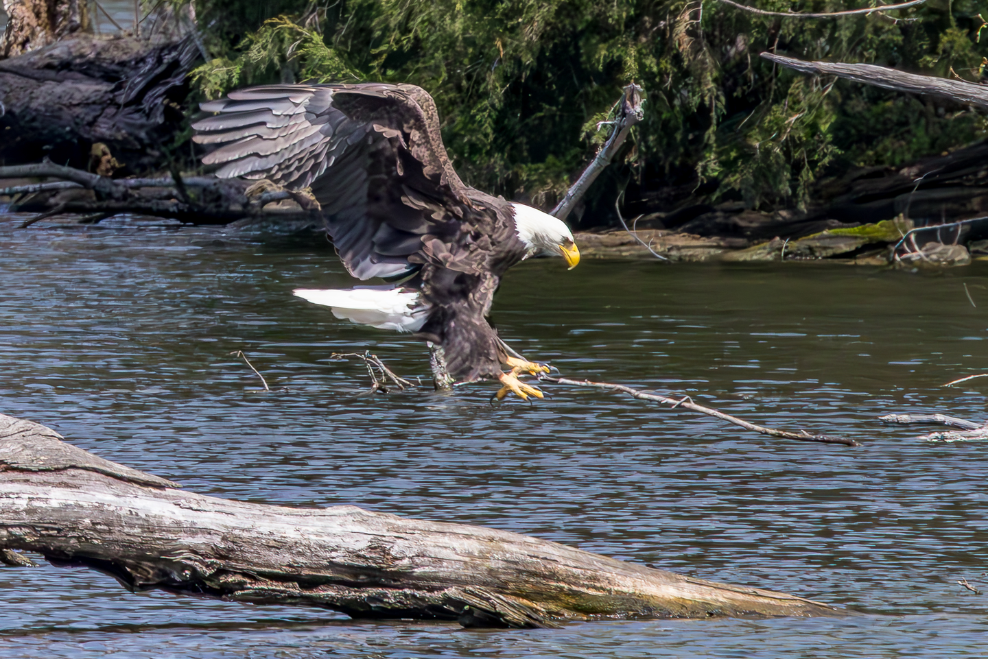 The majestic eagle lands on a fallen tree in a river.