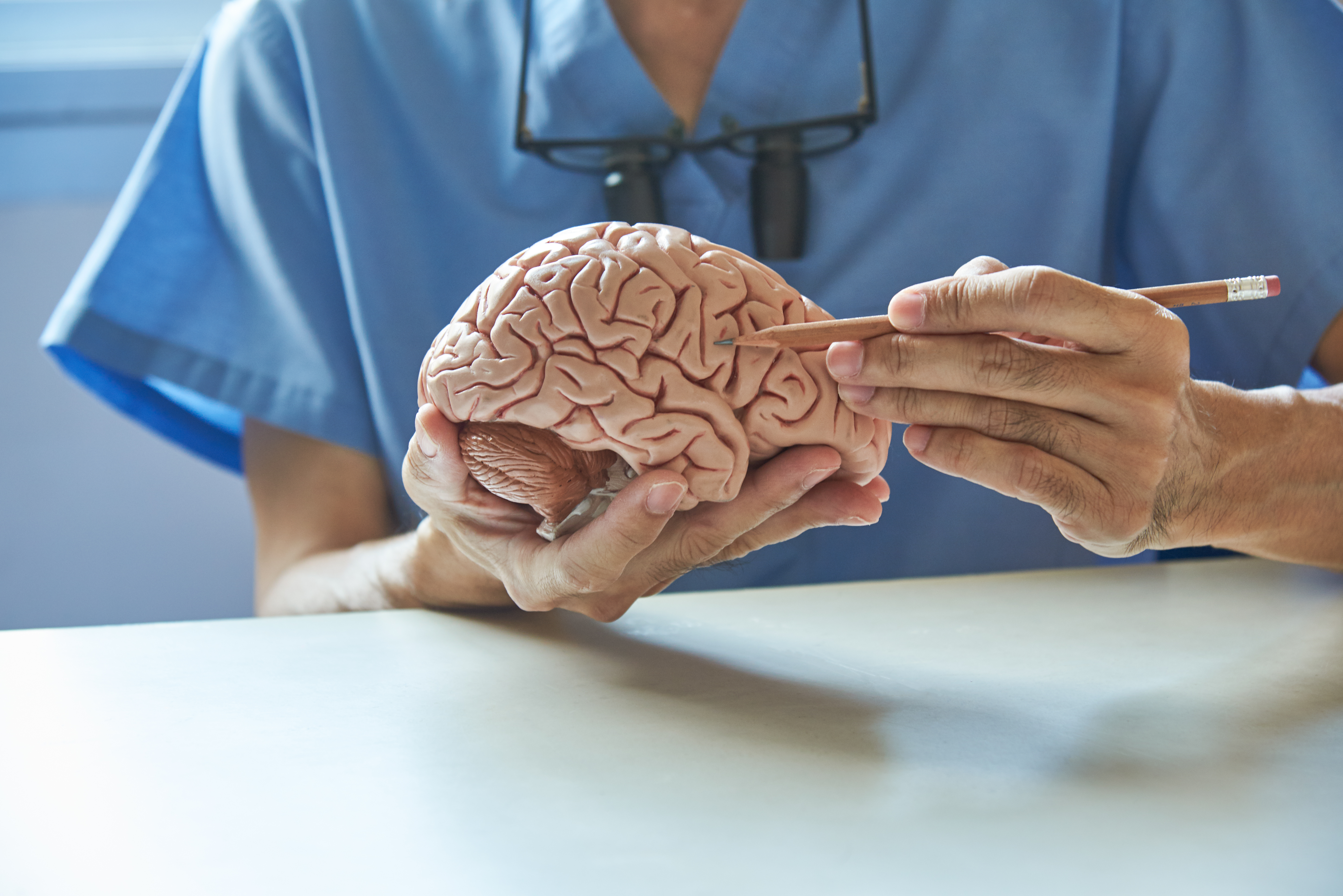 A physician holding a model of the brain and point at it with a pencil