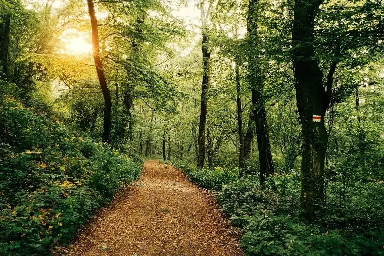 a clear path in a forest