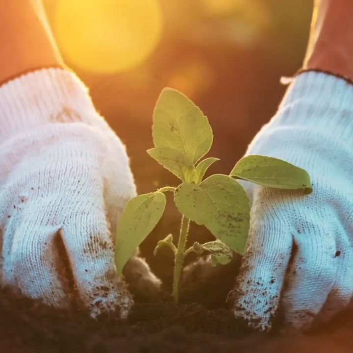 white-gloved hands planting a plant in the dirt