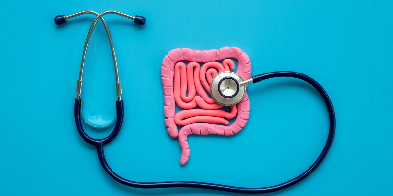 A stethoscope with the chest piece resting on a model of the intestinal system.