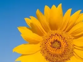 A yellow sunflower outdoors, against a blue sky.