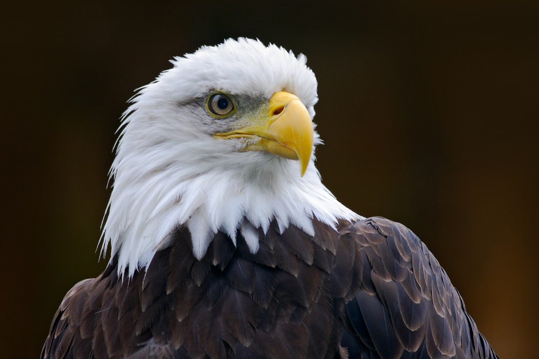 Close-up photo of a bald eagle