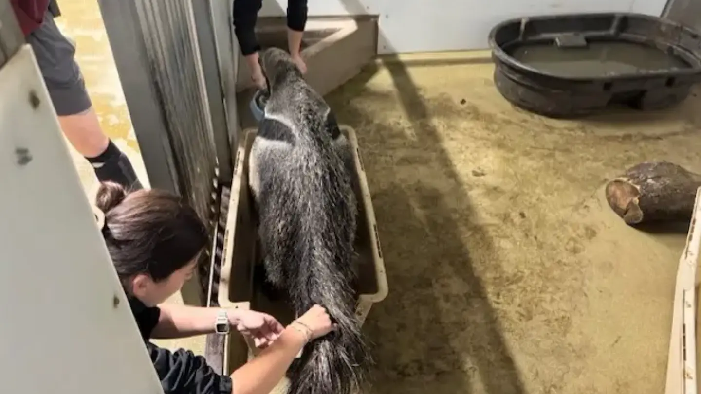 Nashville Zoo team performing a check up on the anteater