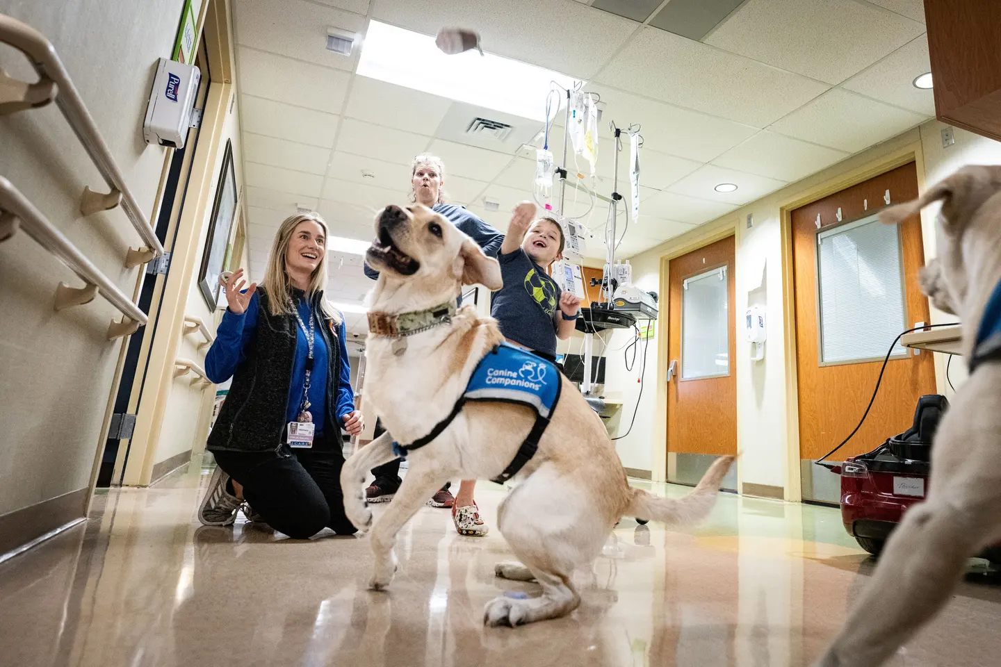 Companion dogs play with staff and children in hospital hallway.