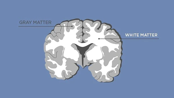 An illustration of the brain with its white and gray matter identified. Image text reads: 'GRAY MATTER' 'WHITE MATTER'
