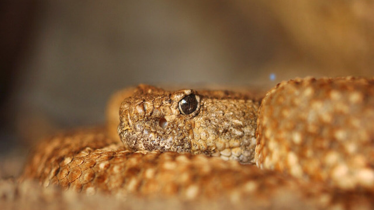 A coiled rattlesnake.
