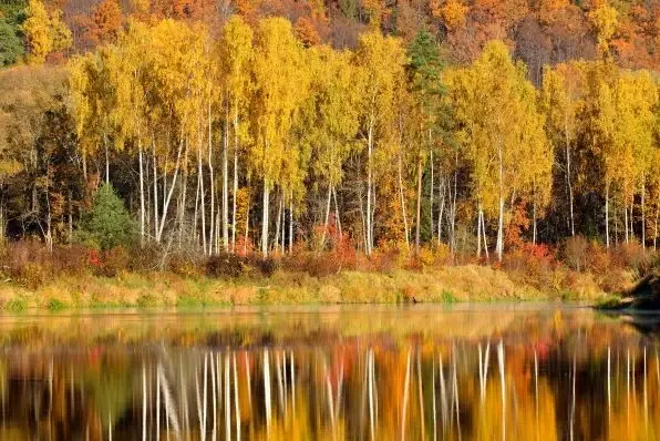 A row of trees with yellowing leaves, along a body of water.
