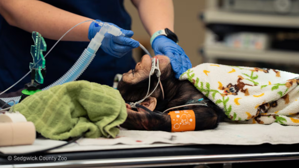 Sedgwick County Zoo chimpanzee Alizeti, is recovering from injuries she suffered in an altercation with her troop's alpha male. (Chelsey Schartz, Sedgwick County Zoo).